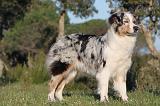 BERGER AUSTRALIEN 160